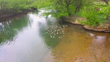 航拍农村小河流还有鸭子还河中嬉戏太美视频的预览图
